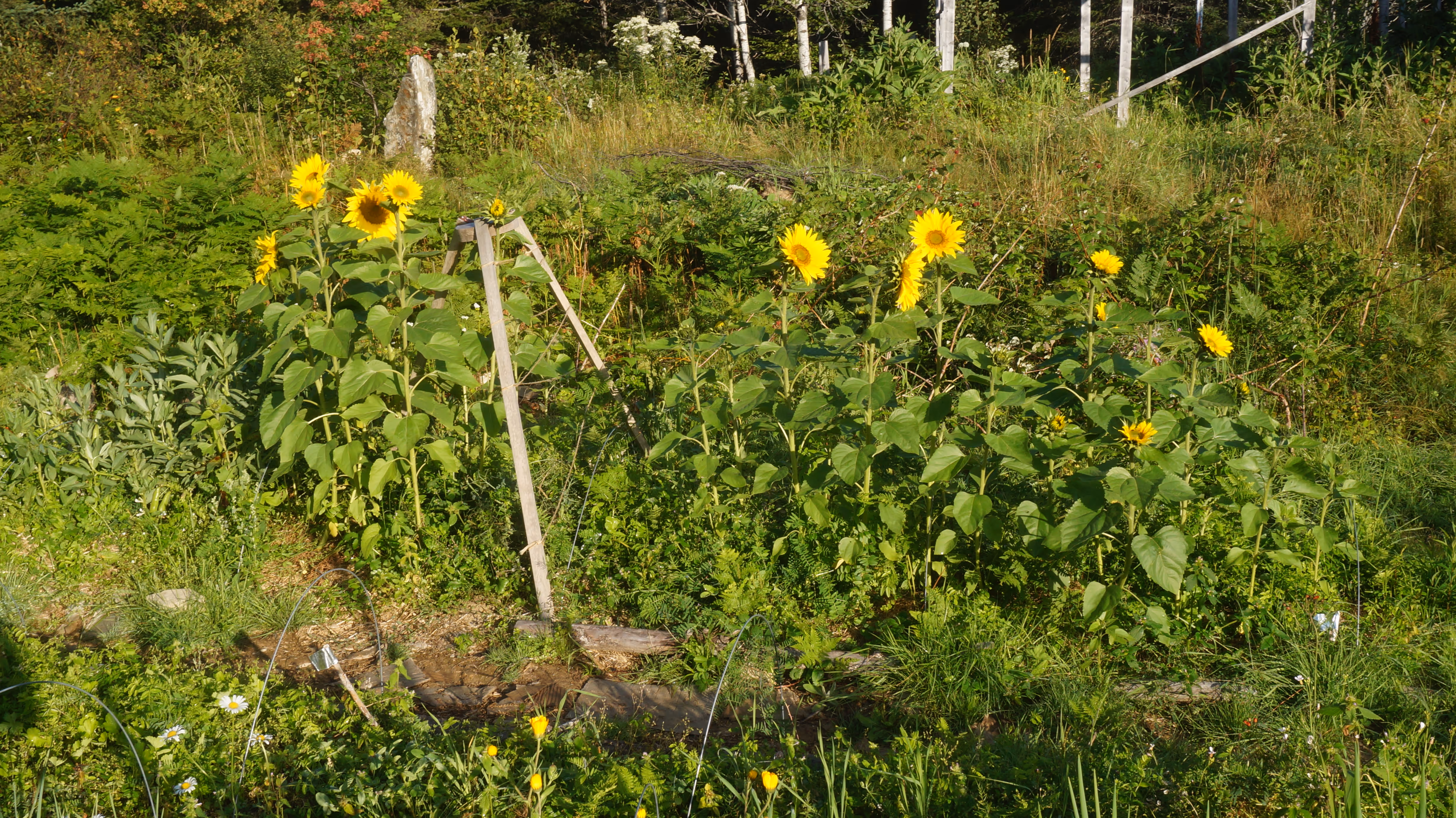 Jardin